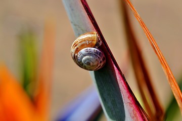 Image showing Snail on stelitzia reginae