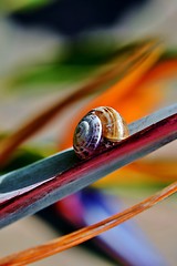 Image showing Snail on stelitzia reginae