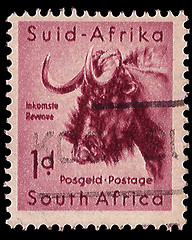 Image showing South Africa Postage Stamp Black Wildebeest 1954