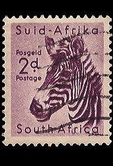 Image showing South Africa Postage Stamp Mountain Zebra 1954