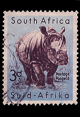 Image showing South Africa Postage Stamp White Rhino 1954