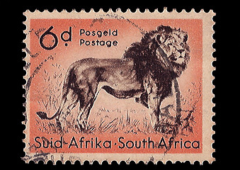 Image showing South Africa Postage Stamp Lion 1954