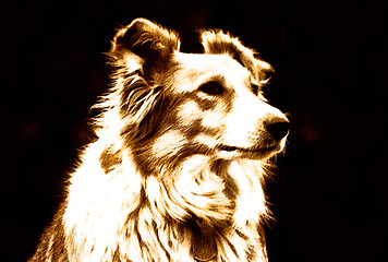 Image showing Pet Border Collie Dog