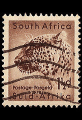 Image showing South Africa Postage StampLeopard 1954