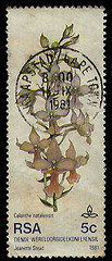 Image showing South Africa Postage Stamp Orchid 1981