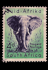 Image showing South Africa Postage Stamp African Elephant 1954