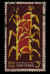 Image showing South Africa Postage Stamp Maize 1966