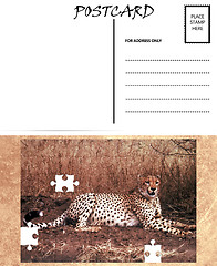 Image showing Empty Blank Postcard Template Africa Cheetah Puzzle Image 