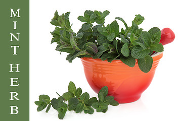 Image showing Mint Herb