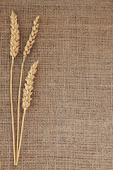 Image showing Wheat 