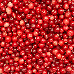 Image showing Many small cranberry berries