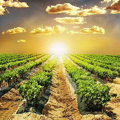 Image showing Young Vineyards in rows.
