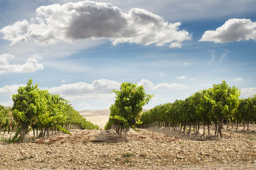 Image showing Vineyards in rows and blue sky