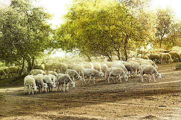Image showing Herd sheep