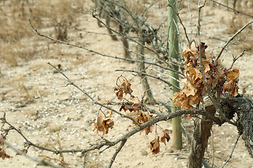 Image showing Poor harvest vineyards