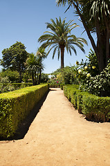 Image showing Garden with green bushes