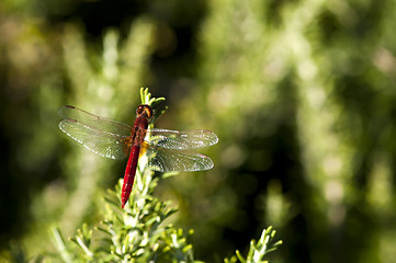 Image showing Butterfly and green background