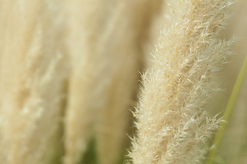 Image showing Crema color fluffy plants