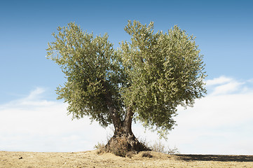 Image showing Olive tree on blue sky