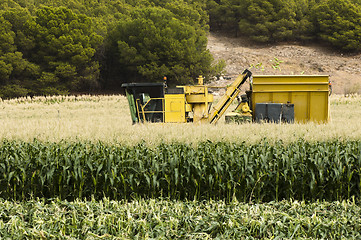 Image showing Harvester reaps corn