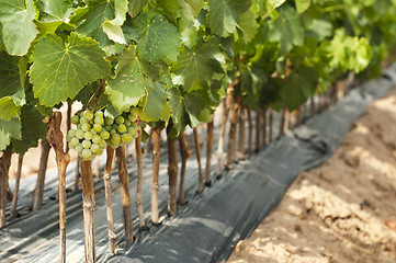 Image showing Young Vineyards in rows.