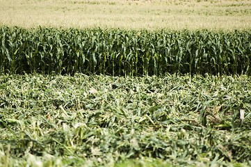 Image showing Harvested corn plantation