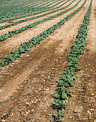 Image showing Cabbage plantation