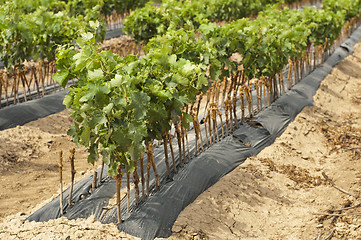 Image showing Young Vineyards in rows.