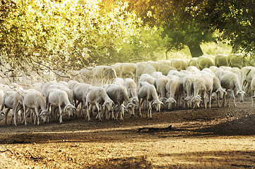 Image showing Herd sheep