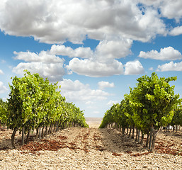 Image showing Vineyards in rows and blue sky