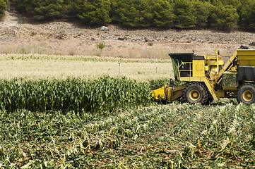 Image showing Harvester reaps corn