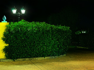 Image showing Night picture of the lamp in the park. 