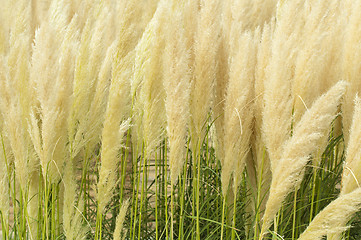 Image showing Crema color fluffy plants