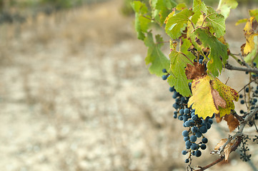 Image showing Poor harvest vineyards