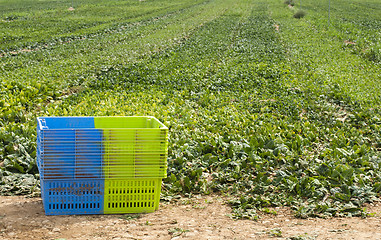 Image showing Harvest Spinach in plantation