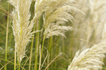 Image showing Crema color fluffy plants