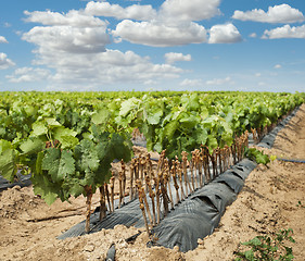 Image showing Young Vineyards in rows.