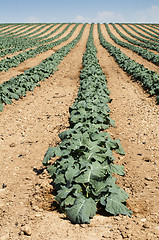 Image showing Cabbage plantation