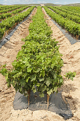 Image showing Young Vineyards in rows.