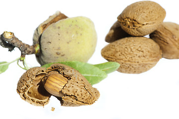 Image showing Almonds and leafs