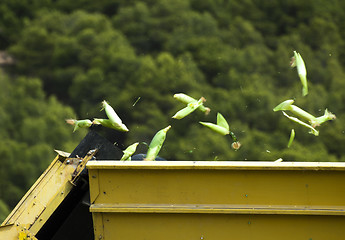 Image showing Harvester reaps corn