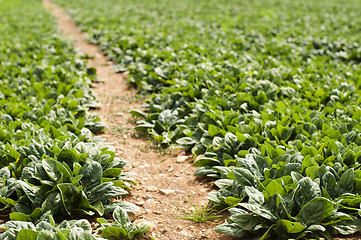 Image showing Spinach plantation