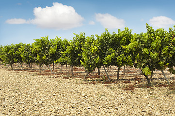Image showing Vineyards in rows and blue sky