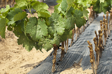 Image showing Young Vineyards in rows.