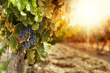 Image showing Vineyards at sunset