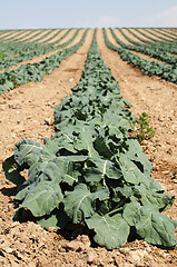 Image showing Cabbage plantation