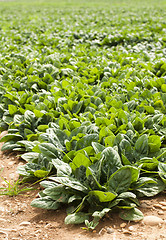 Image showing Spinach plantation