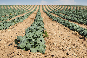 Image showing Cabbage plantation