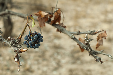 Image showing Poor harvest vineyards