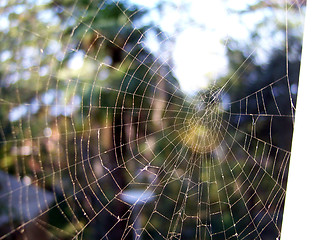 Image showing spider web